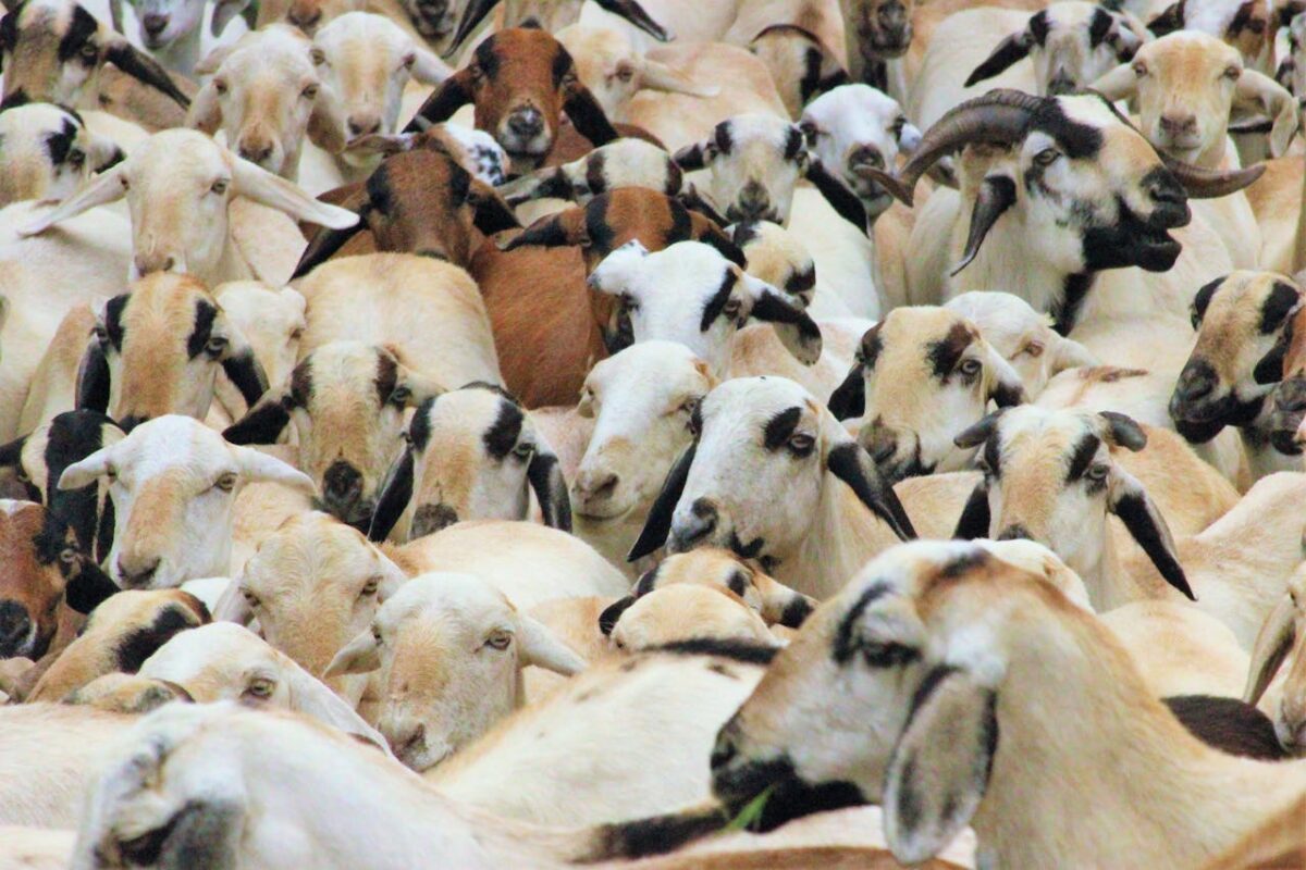 Close-up view of a large herd of goats with various breeds and colors on a farm.