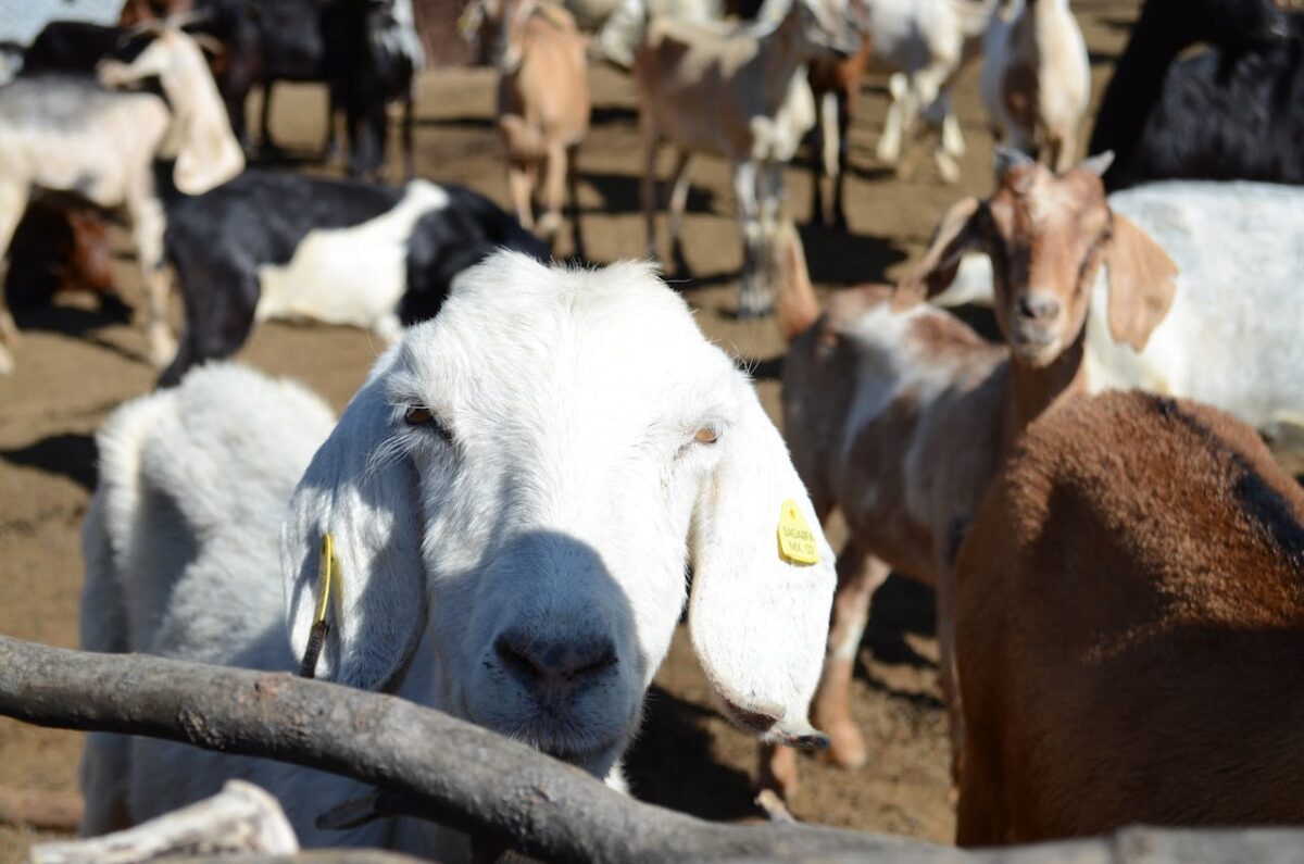 Up-close view of goats in a rural pasture, showcasing livestock in a sunny, outdoor setting.