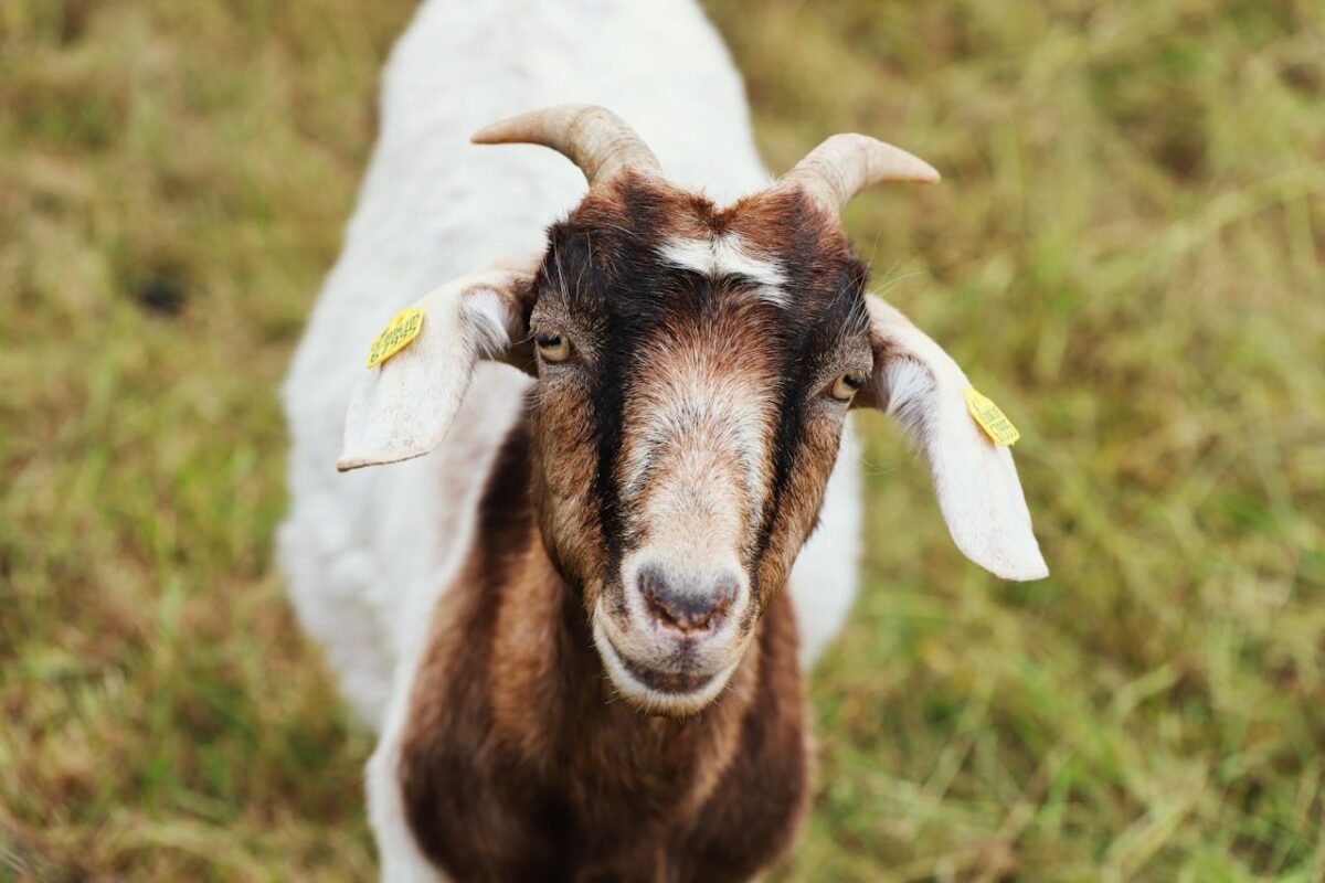 A candid shot of a goat with tags on its ears standing in a grassy meadow.