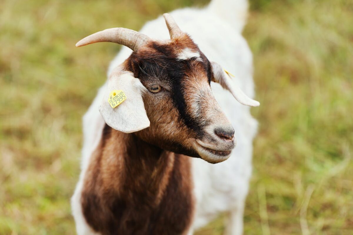 A close-up image of a goat with horns and tag on a grassy meadow.