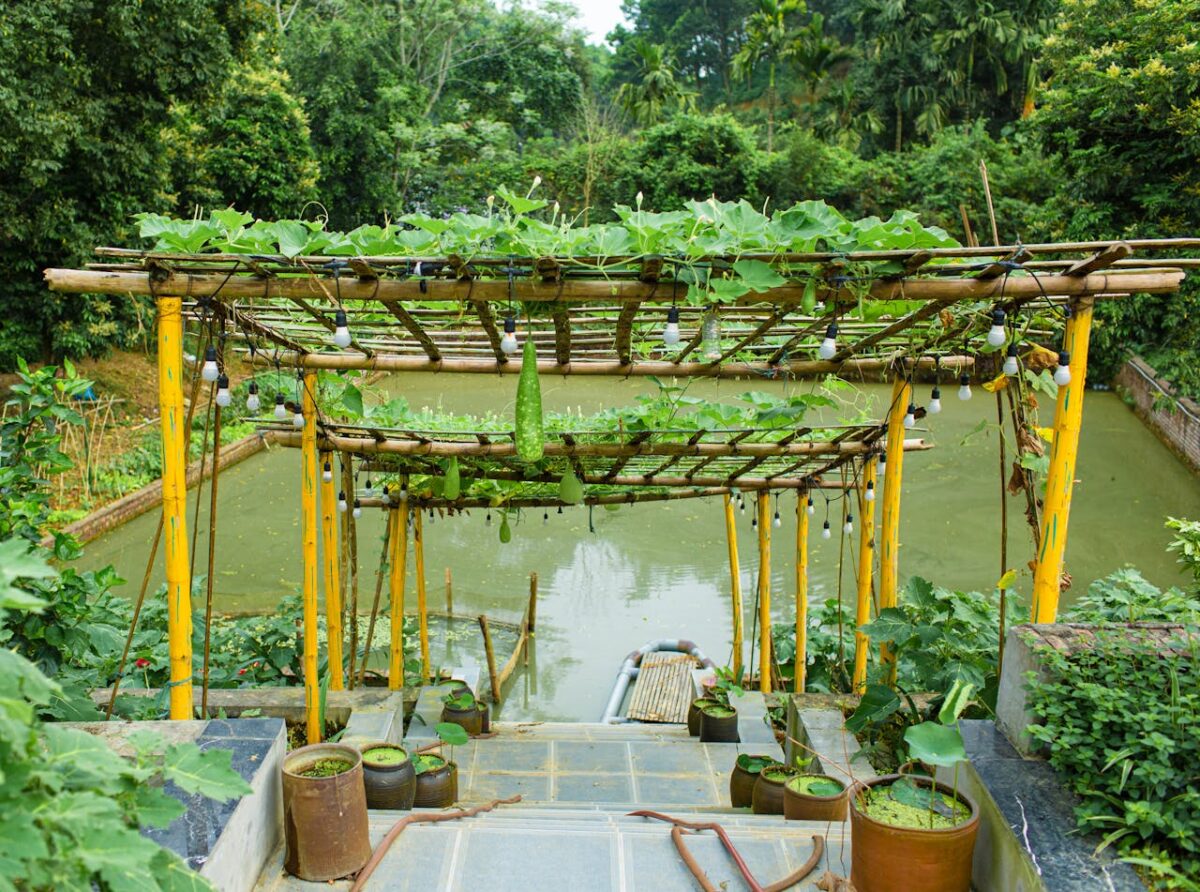 Bamboo pergola with hanging gourds and lush greenery by a pond.