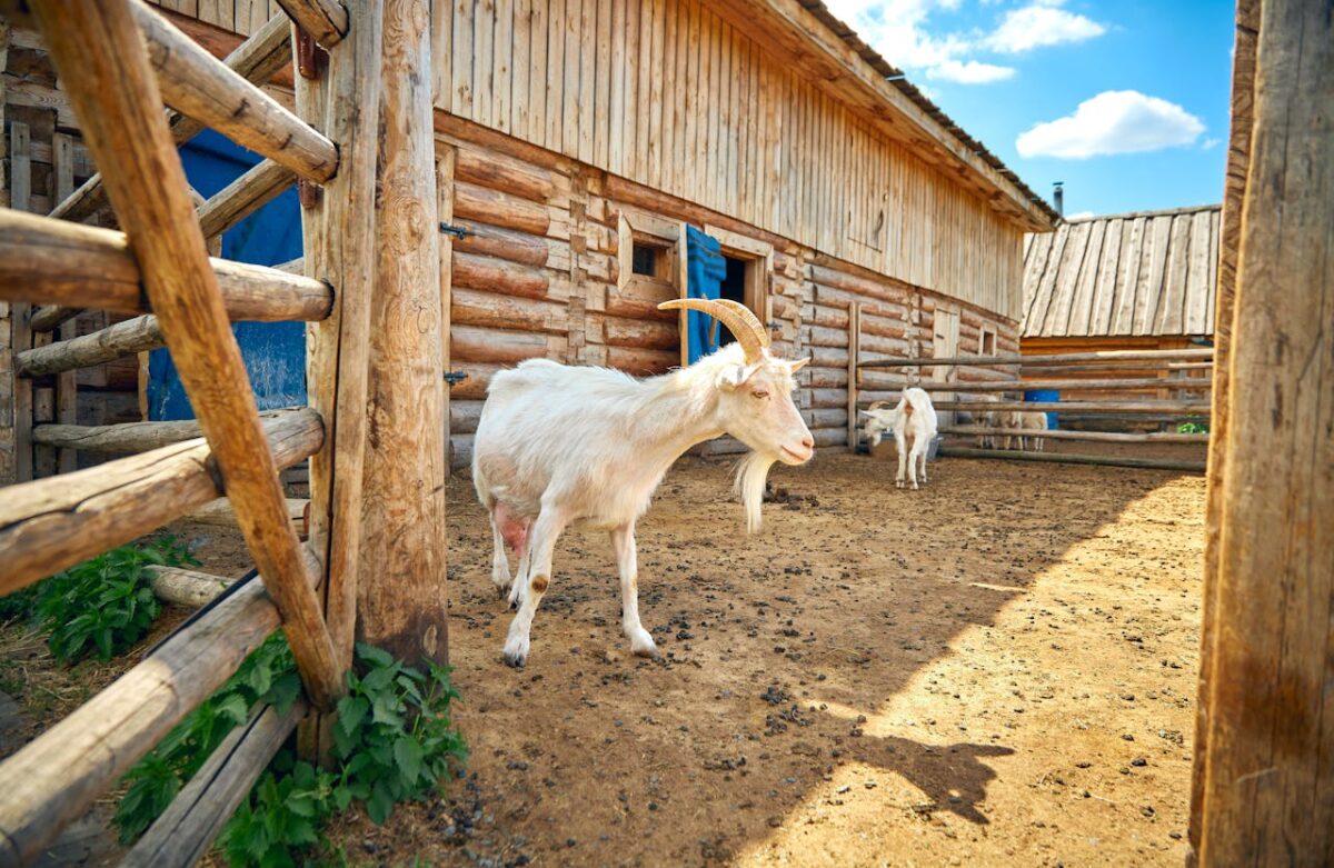 A white goat standing in a rustic farmyard with wooden structures on a sunny day.